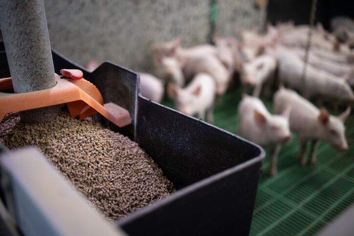 Close up view of pig feed granules and piglets in background.