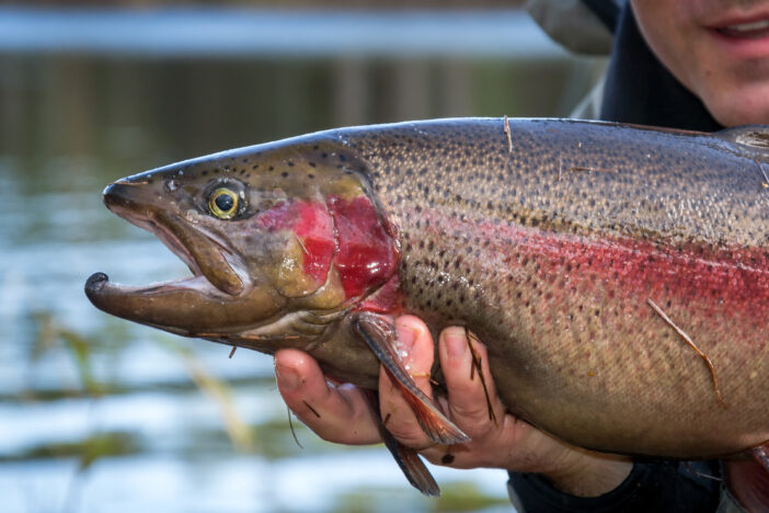 Angler with rainbow trout