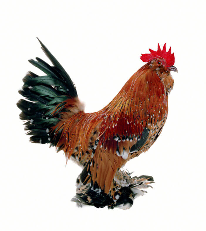 Rooster Mille Fleur Belgian Bearded