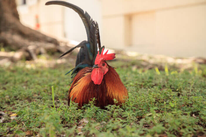 Roosters and chickens, called gypsy chickens or Cubalaya by the locals of Key West, Florida, do as they please around the town.