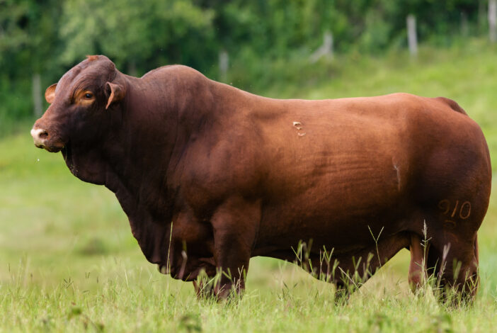 Santa Gertrude beef cattle on farm