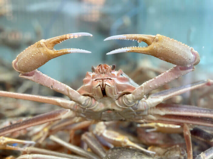 Snow Crab at Korean FishMarket