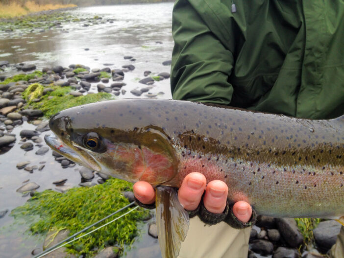 8+ Best Freshwater Fish to Add to Your Dinner Plate 3 Fly Fisherman with Steelhead