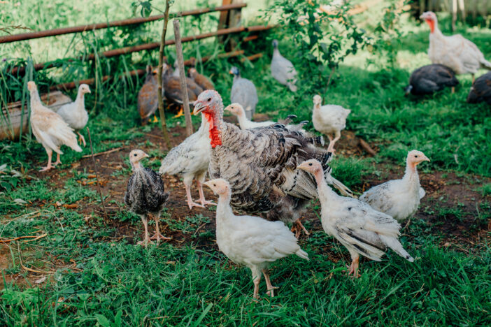 Turkey with a brood of chickens grazing on a green meadow.