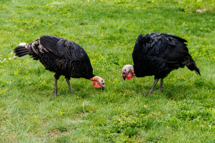 Turkeys on the poultry yard in the farm