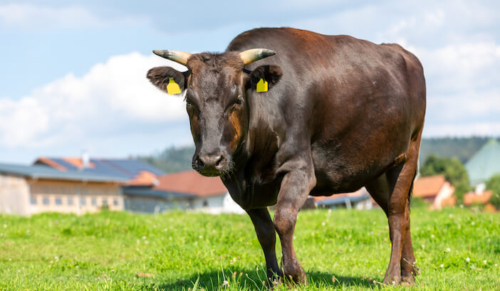 6+ Surprising Facts About Wagyu Cattle in the USA