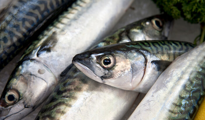 11+ Delicious Ways to Enjoy the Taste of Mackerel