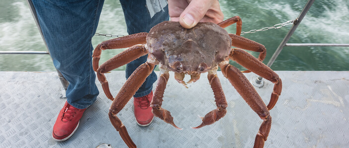 where does snow crab come from 6+ Surprising Locations Where Snow Crab Comes From