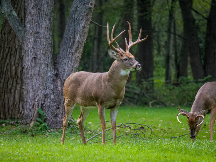 White-tailed Deer in yard in Oakwood Village, Ohio. Deer, Cleveland.