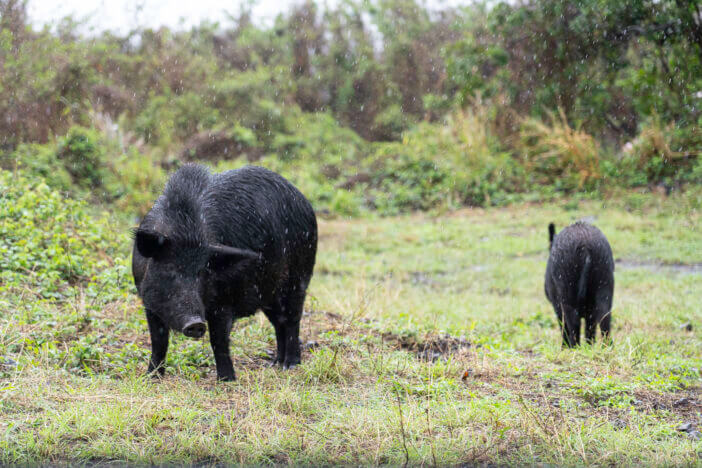 3+ Reasons to Try Hawaiian Hog for Your Next BBQ 2 Wild mother boar and piglet in the rain on Maui Island Hawaii