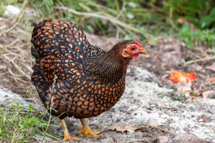 Wyandotte chicken roaming freely in a farm. Wyandotte chickens are kept for there free range eggs. The birds are allowed to roam freely.