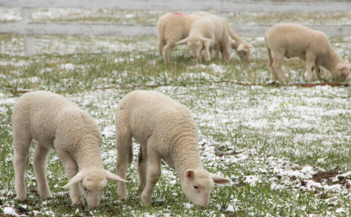 A flock of lambs graze in the pasture. It's springtime in Pennsylvania, grass is growing but we're still getting snow.