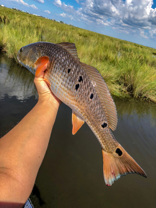 8+ Best Freshwater Fish to Add to Your Dinner Plate 8 Freshwater Drum 8+ Best Freshwater Fish to Add to Your Dinner Plate
