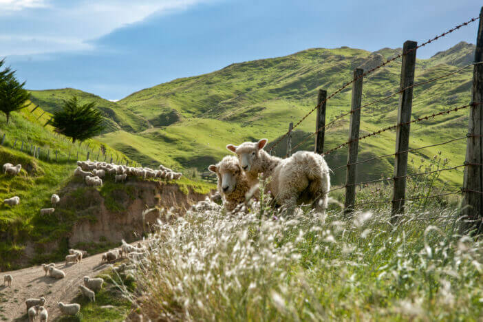 New Zealand farm scene with sheep surrounded by hills.