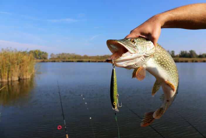 8+ Best Freshwater Fish to Add to Your Dinner Plate 9 Pike 8+ Best Freshwater Fish to Add to Your Dinner Plate