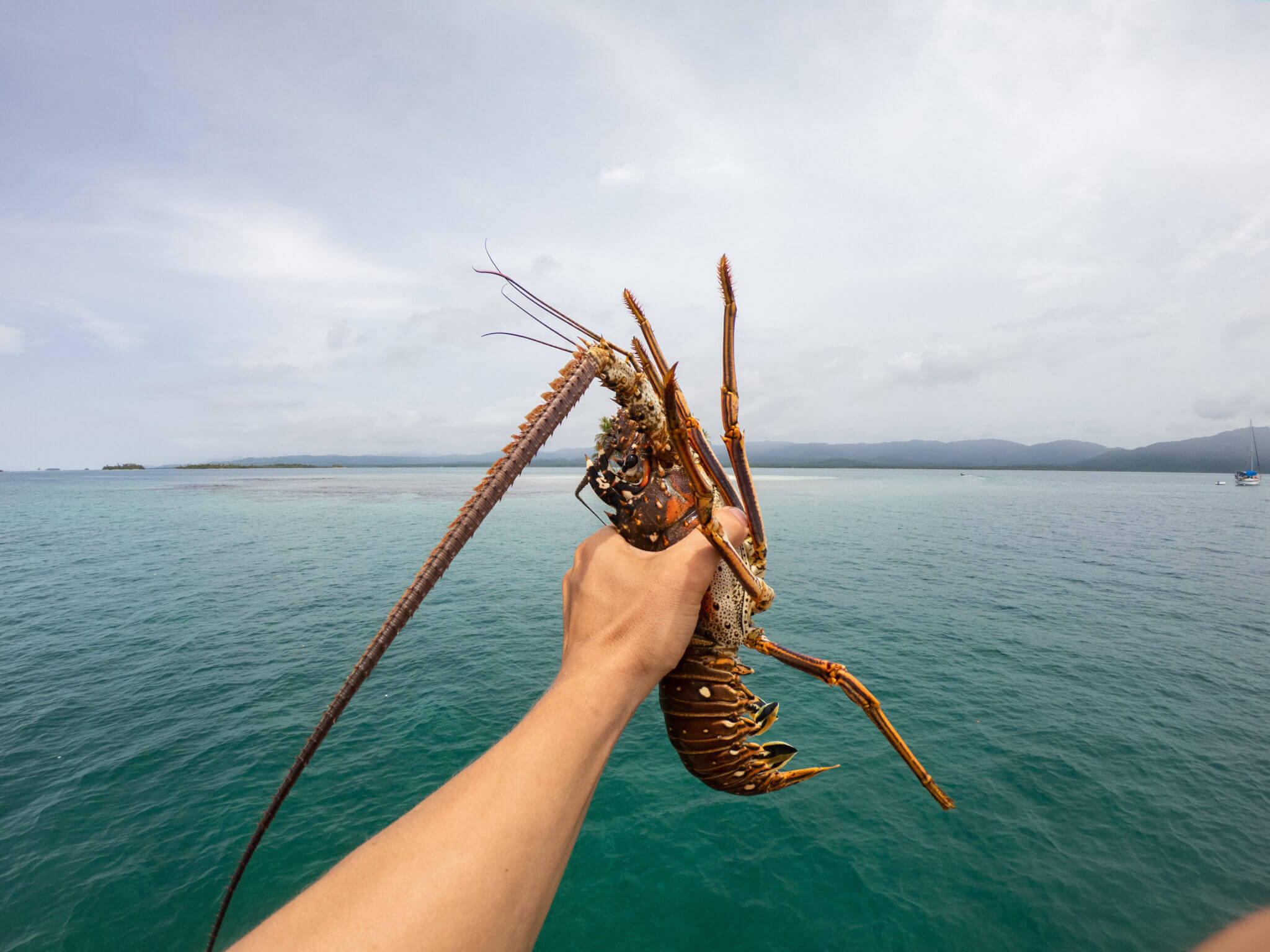 8 Most Expensive Lobsters You Must Try for a Luxurious Dining Experience