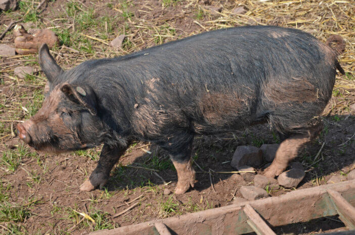 a berkshire pig on a farm, the breed is rare and vulnerable