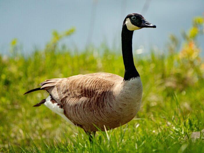 A closeup shot of a Canada goose (Branta canadensis) on the grass