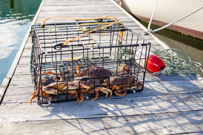 A crab trap sitting on a wharf full of male Dungeness crabs in British Columbia, Canada.