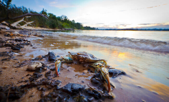A Maryland Blue Crab resting on the beach in foreground at sunset on the Chesapeake Bay in Maryland