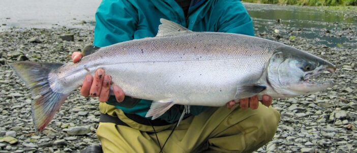 Fly fishing for coho salmon in Alaska