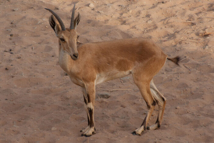 An Alpine ibex standing on desert sandy dunes
