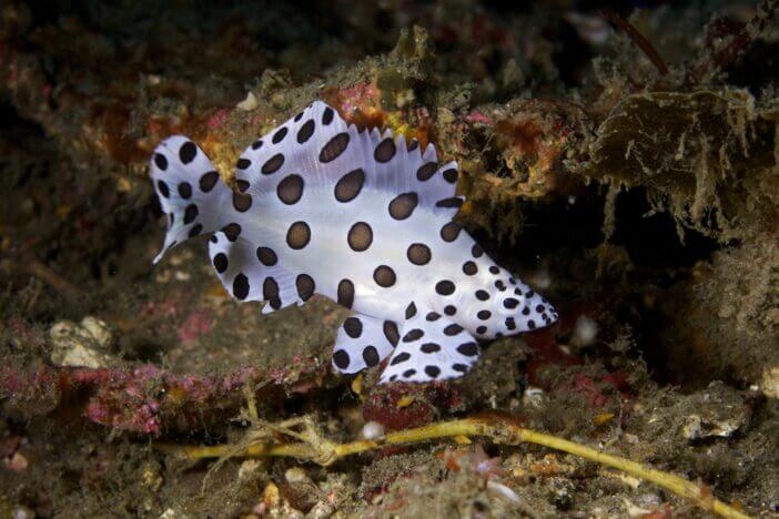 A Juvenile Barrimundi Cod in coral rubble