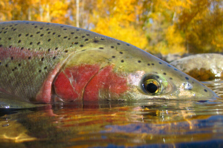 4+ Key Differences Between Steelhead and Atlantic Salmon