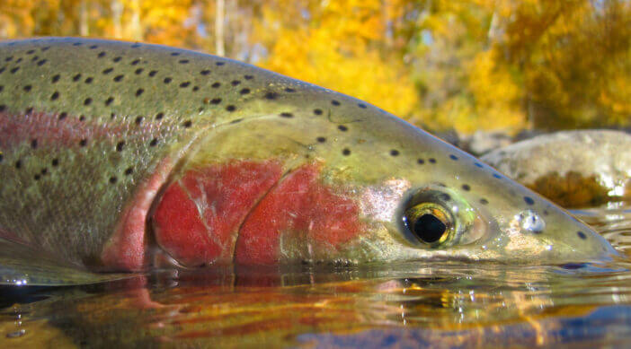 Beautiful steelhead trout caught in Boise, Idaho