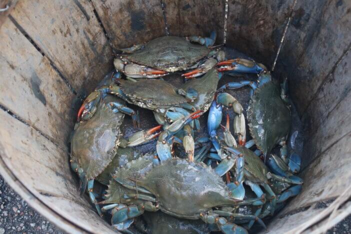 8+ Key Differences Between Blue and Snow Crabs 4 Live fresh seafood being sold roadside in South Carolina. Its a wooden bushel basket of female blue crab. Some of the freshest fish on the market come straight off the commercial fishing boat.
