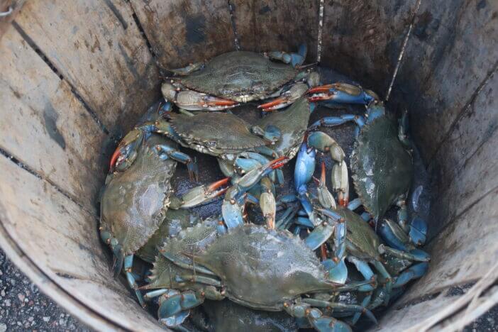 Live fresh seafood being sold roadside in South Carolina. Its a wooden bushel basket of female blue crab. Some of the freshest fish on the market come straight off the commercial fishing boat.