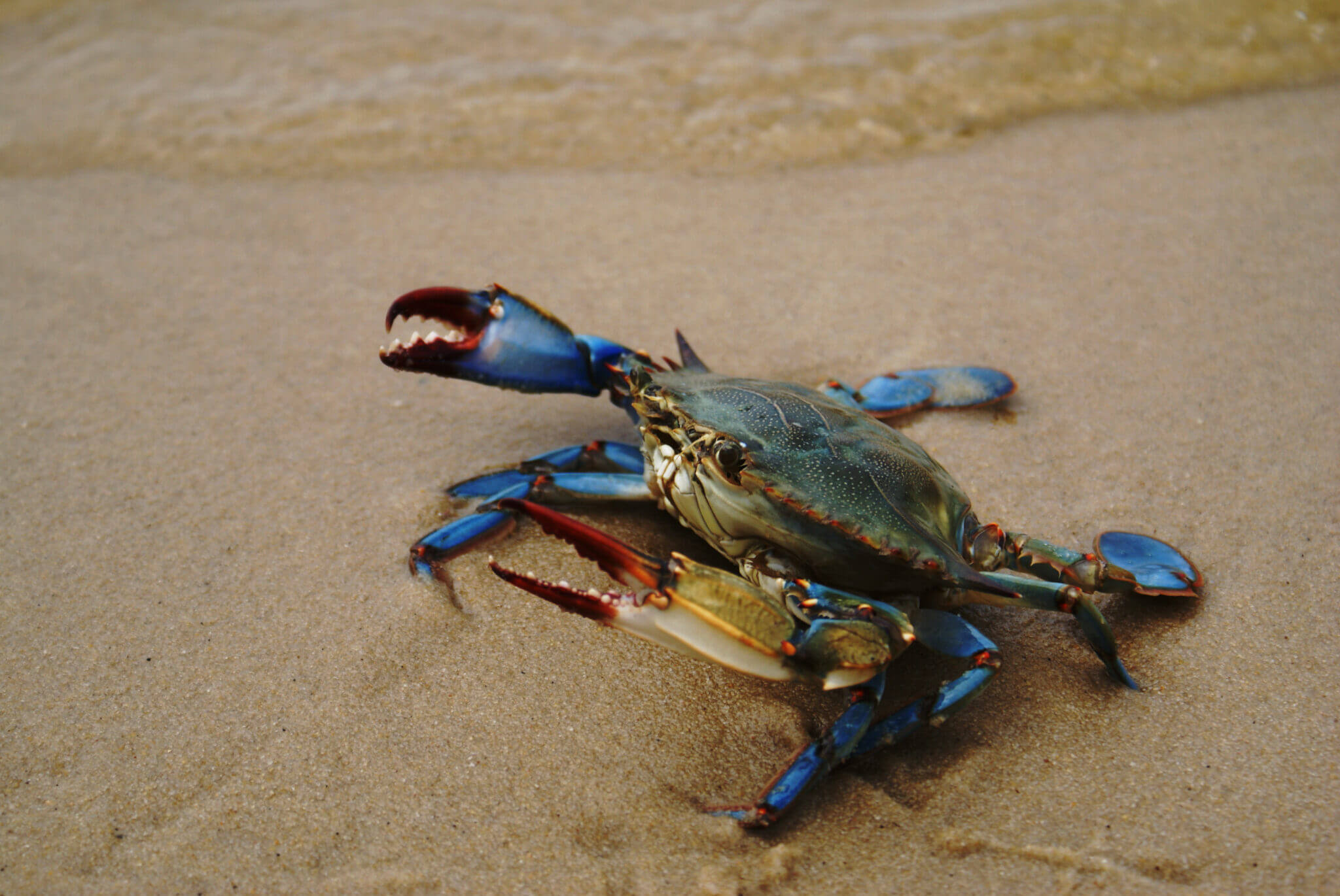 7 Highlights of Blue Crab Season Texas Prices & Tips