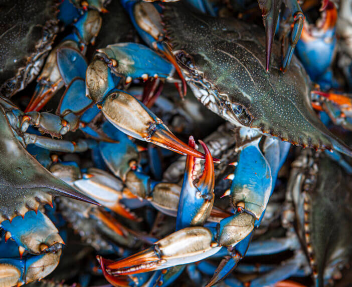 8+ Simple Tips to Keep Your Blue Crab Alive and Well 2 Blue crabs caught on the Gulf of Mexico in Westwego, LA, United States