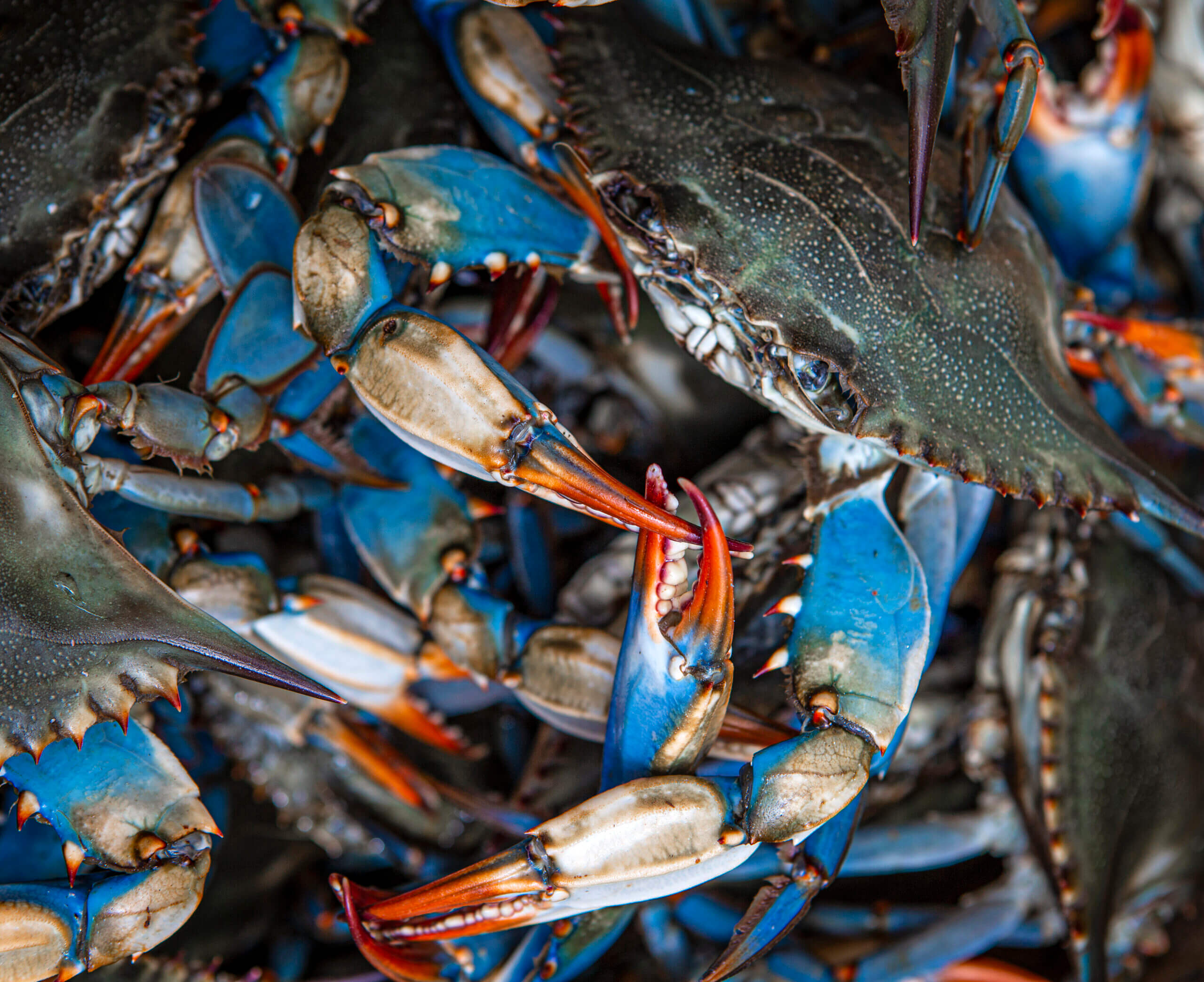 8+ Simple Tips to Keep Your Blue Crab Alive and Well