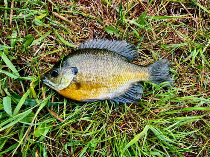 8+ Best Freshwater Fish to Add to Your Dinner Plate 7 Bluegill or Brim freshly caught is laying on a grass background