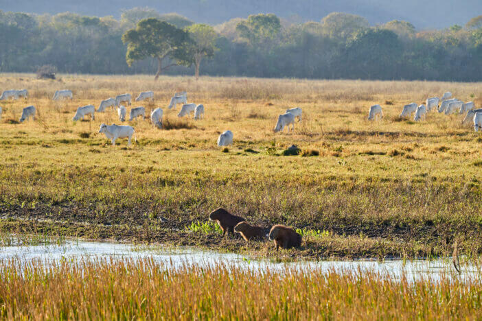Capybara Meat: Nutritional Value, Legality, and Sustainability in South America 4 capybara family, Hydrochoerus hydrochaeris, the largest living rodent in the world, is a giant cavy rodent native to South America, sitting in the Pantanal Swamps in Brazil amongst white cattle