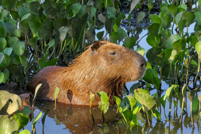 Capybara Meat: Nutritional Value, Legality, and Sustainability in South America 2 Close-up of a cute Capybara standing in water between water hyacinths in sunlight, Pantanal Wetlands, Mato Grosso, Brazil