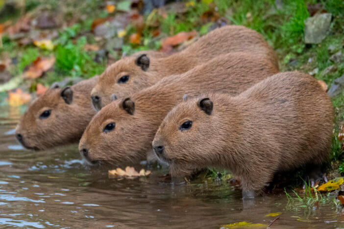 Capybara Meat: Nutritional Value, Legality, and Sustainability in South America 3 Capybara Pup (Hydrochoerus Hydrochaeris)