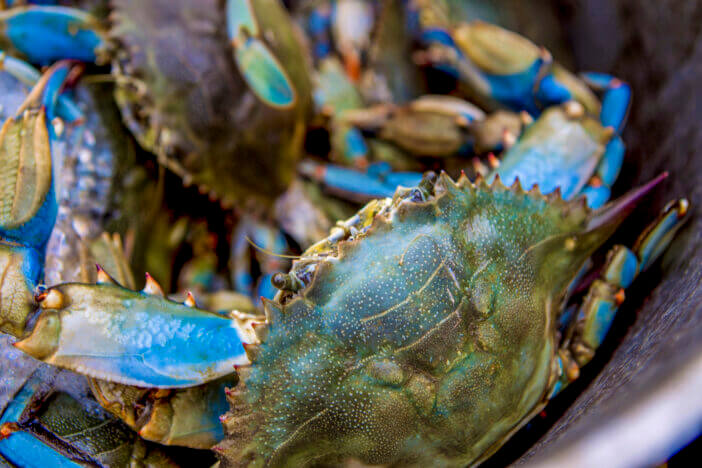 4+ Reasons to Get Excited About the Texas Blue Crab Season 3 Crab fishing in Gulfport, MS. in United States, Mississippi, Gulfport