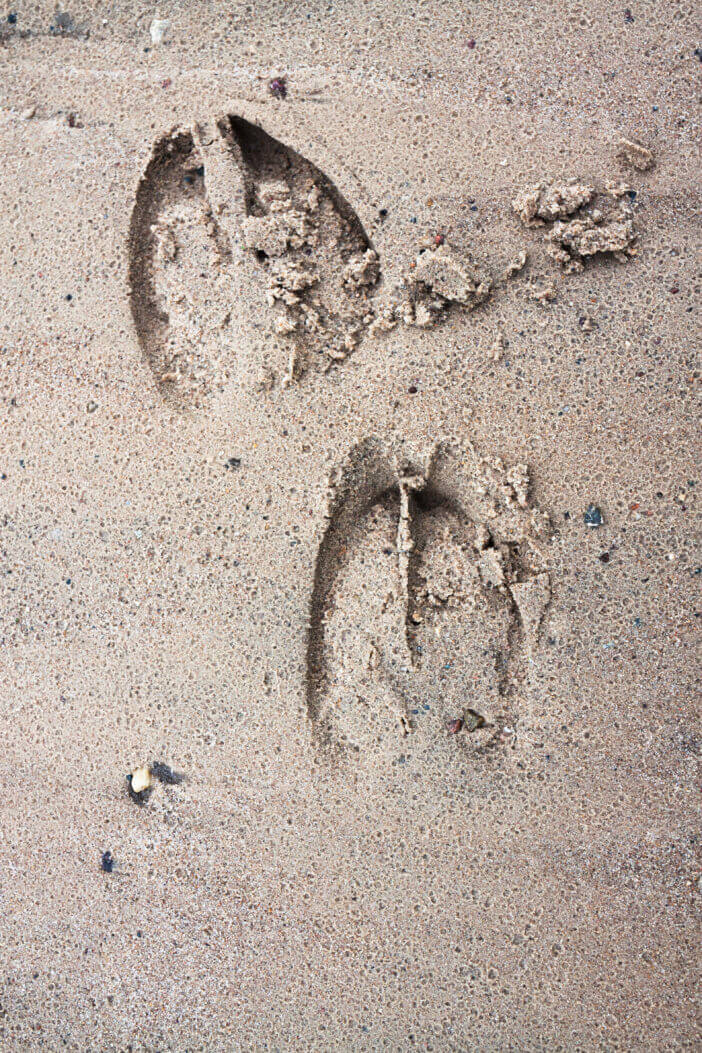 prints of traces of an elk on wet sand close up. wild nature