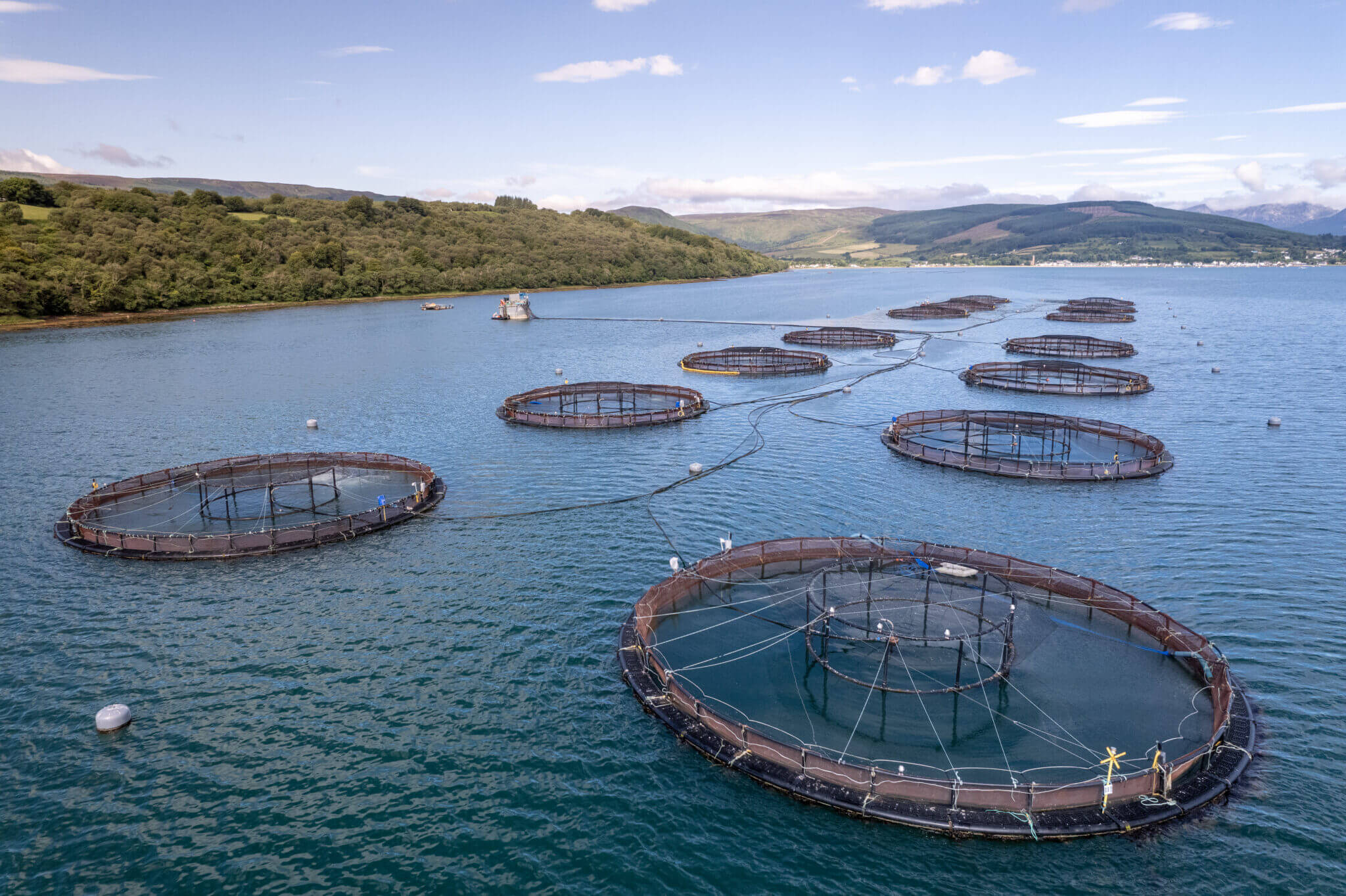 5 Differences Between Haddock vs Cod for Better Seafood Choices