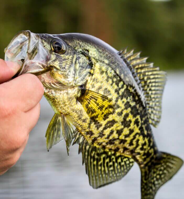 8+ Best Freshwater Fish to Add to Your Dinner Plate 6 Fishing Photography