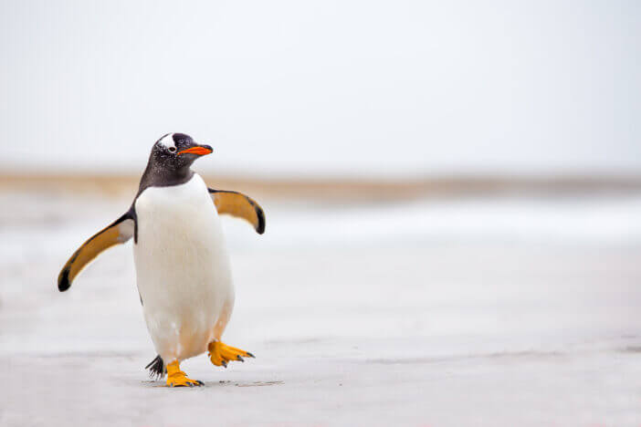 Gentoo Penguin (Pygoscelis papua) waddling along on a white sand beach.