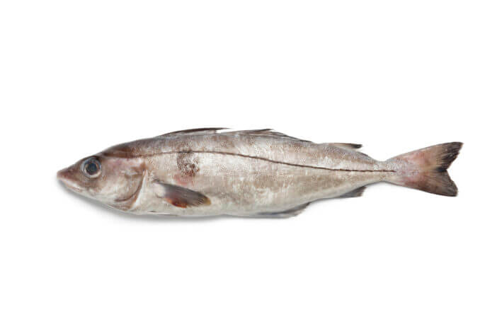 Whole single fresh raw haddock fish at white background