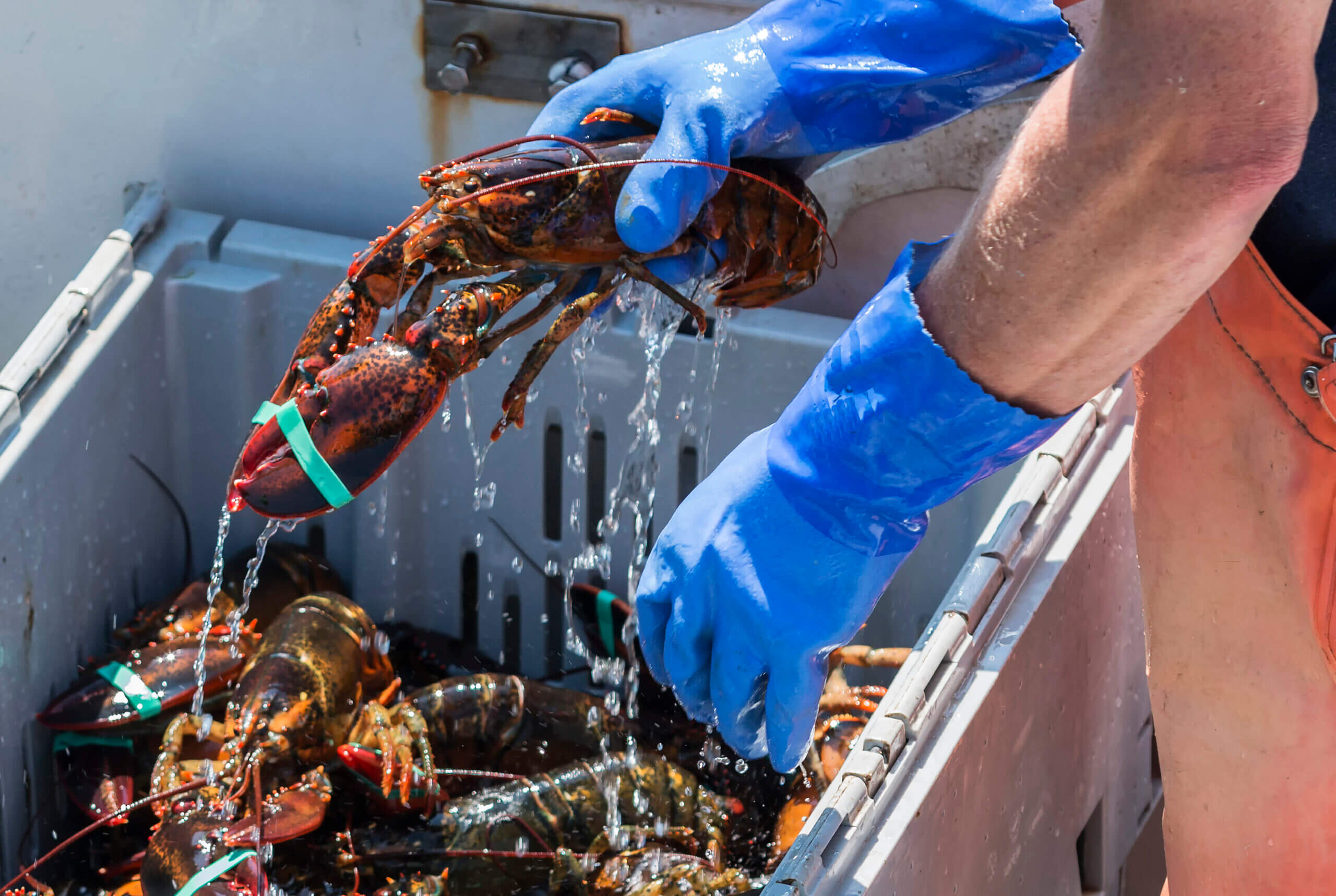 8+ Reasons Why Lobster is So Expensive