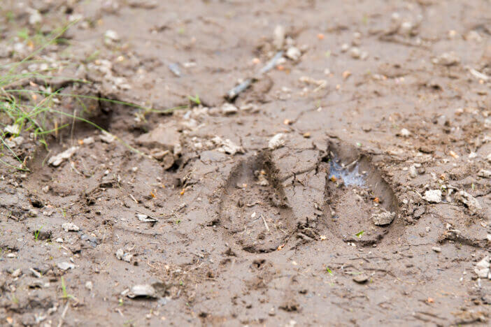 Elk vs Moose: Understanding the Differences in Size, Behavior, and Hunting Techniques 2 Moose tracks in mud. Shallow depth of field, focus is on closest edge of the right track. Bits of leaves, grass, rock, etc also in the mud. Low angle view. Room for text at top.