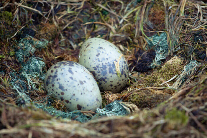 two penguin eggs in a nest of straw