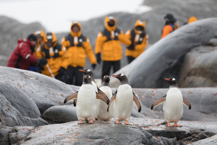 Tourists photographing Gentoo Penguins (Pygoscelis papua) on Petermann Island on the Antarctic Peninsula