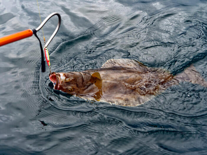 Preparing to take out of water a large (ca 1 metre) white halibut in the waters of Northern Norway. ( Sharp focus on bait, hook and fish head).