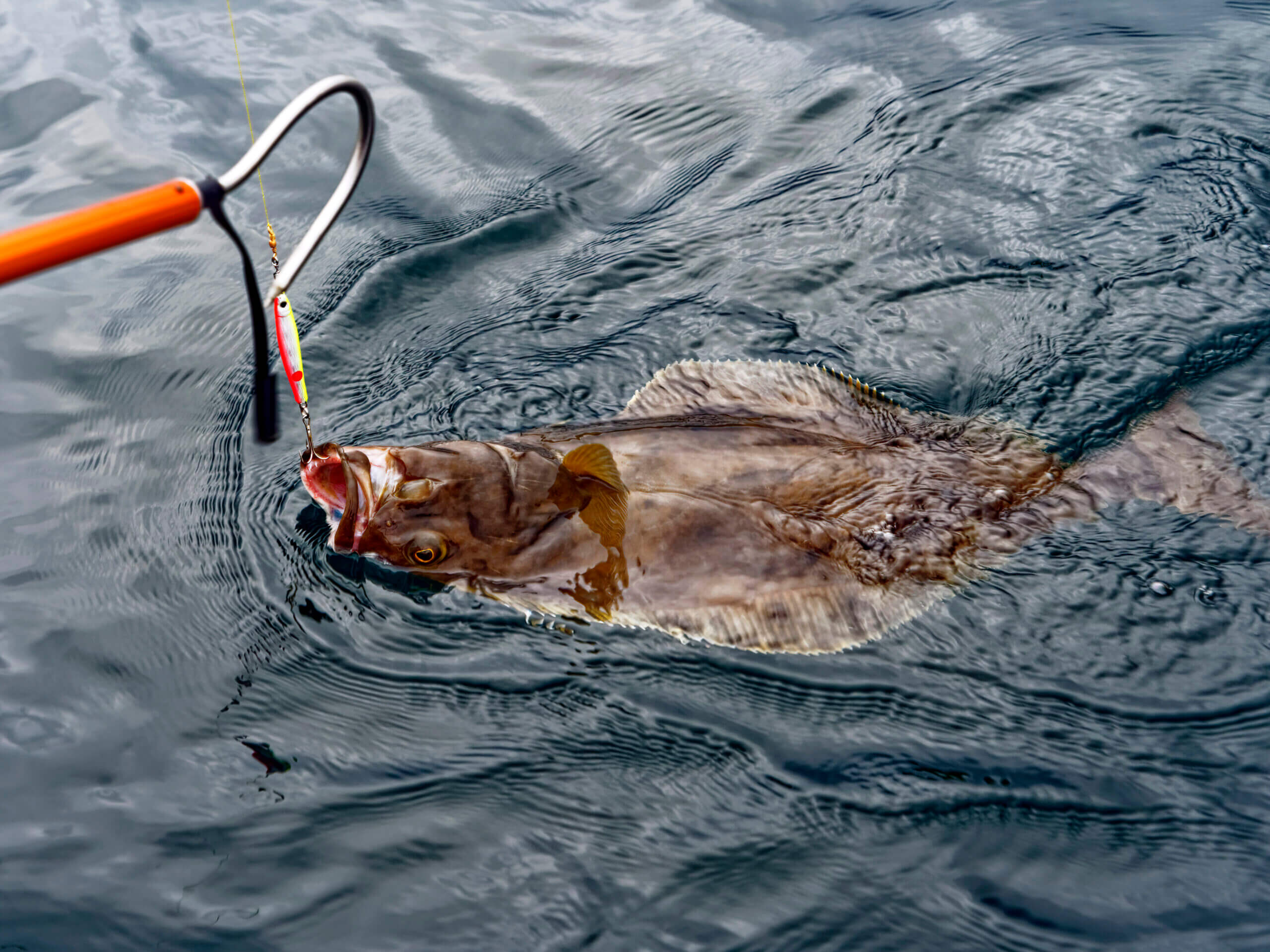 7+ Ways to Tell the Difference Between Halibut and Flounder